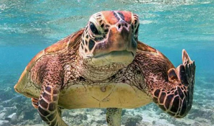 海龟汤恐怖变态题目及答案 海龟汤100题最经典题目答案恐怖